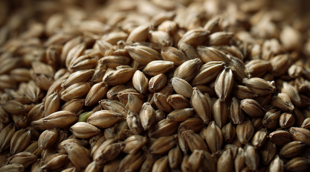 Barley Revived – Circular Economy without Compromising on Quality - Senson